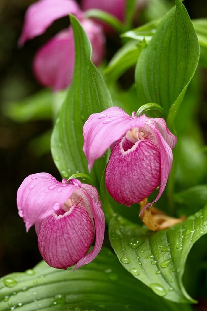 orchidee-rare-pantoufles-lilas-orchidees-amusantes