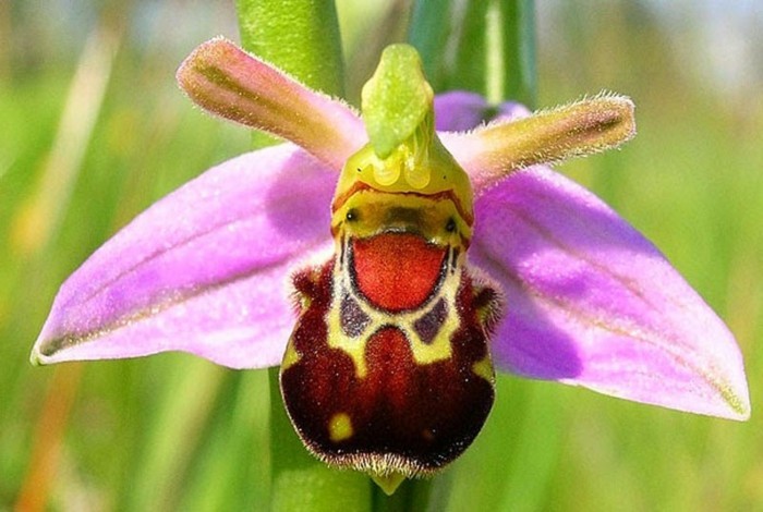 orchidee-rare-une-abeille-qui-rit-orchidees-rares