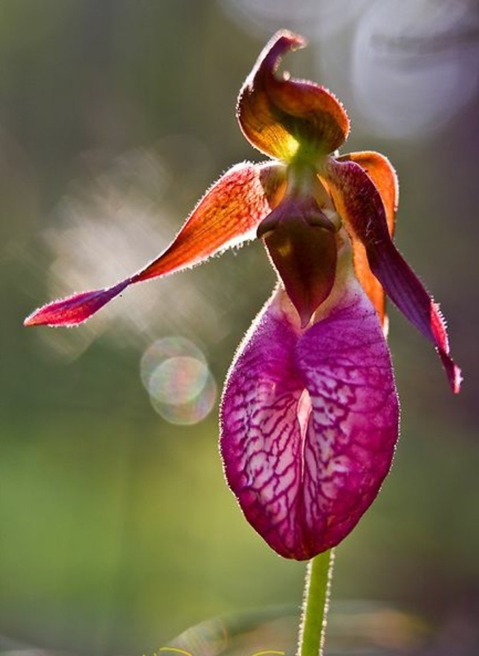 orchidee-rare-une-femme-qui-danse-orchidee-dansante-en-rose