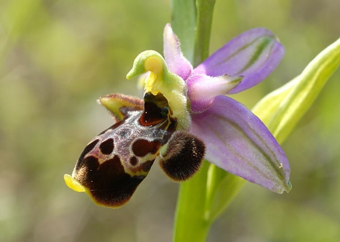 orchidée-rare-l'orchidée-qui-imite-d'autres-formes-de-vie