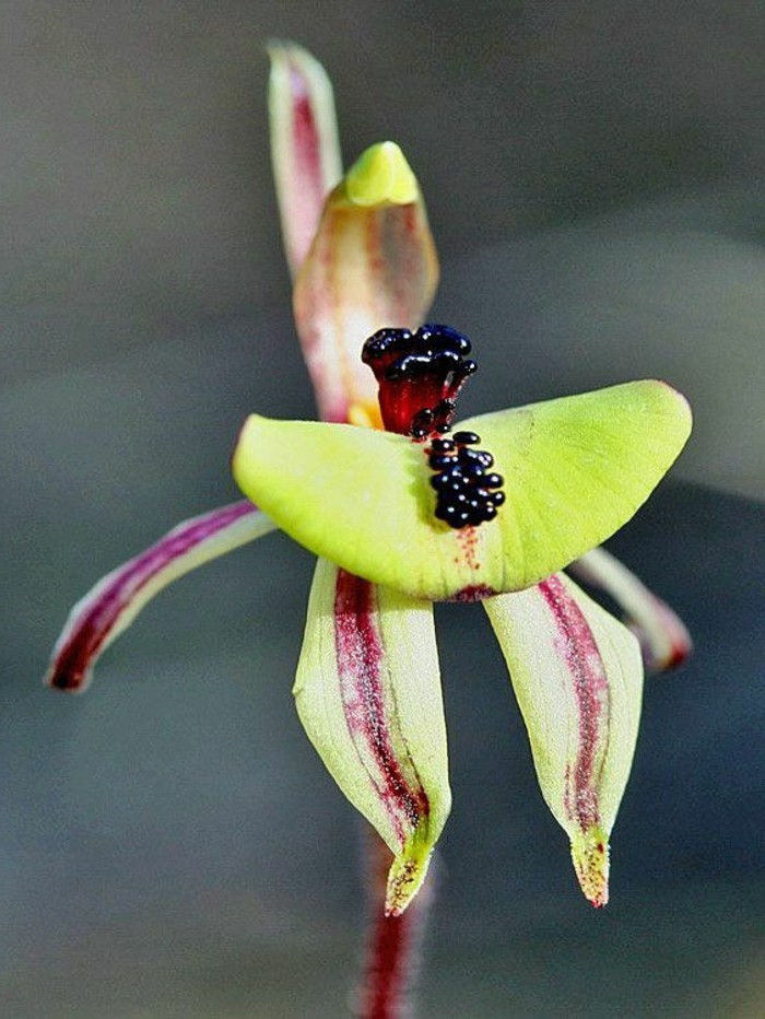 orchidee-rare-une-orchidee-sauvage-amusante