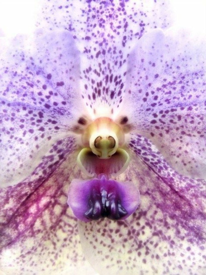 orchidee-rare-visage-dherisson-orchidees-rigolos