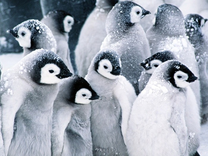 ou-vivent-les-pingouins-petit-manchot-bebes-sur-la-neige