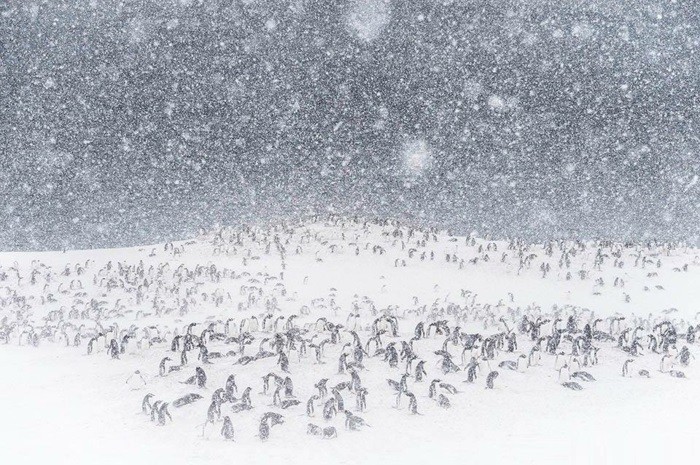 ou-vivent-les-pingouins-petit-manchot-pingouin-volant-manchot-papou-idee-image