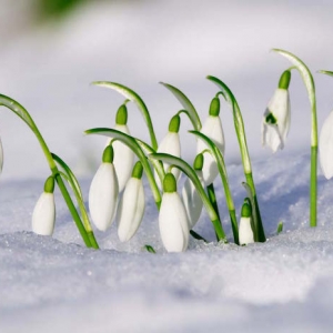 Fleurs d'HIVER – Des couleurs chaudes dans la neige