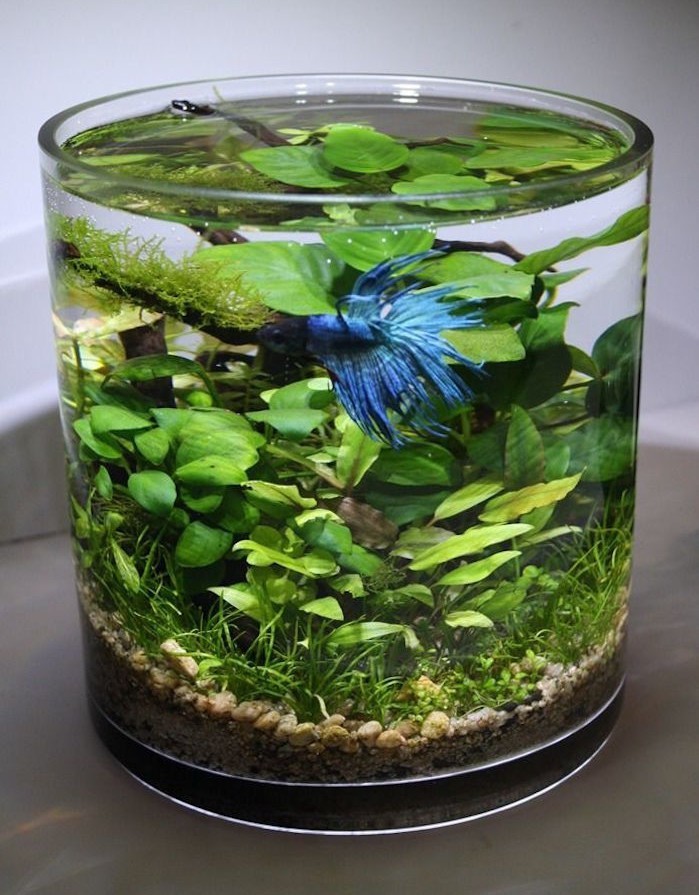 petit aquarium interieur deco plante aquatique