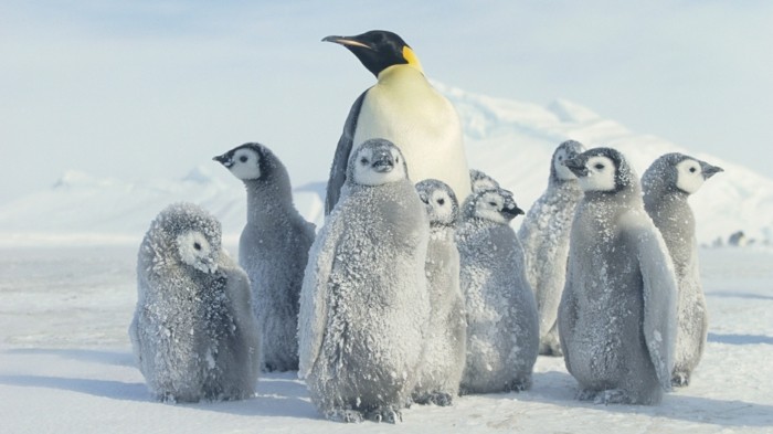 photo-manchot-pingouins-et-manchots-bebes-sur-la-neige