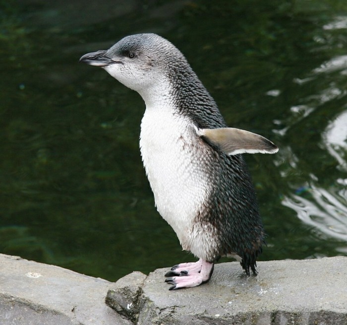 photo-manchot-pingouins-et-manchots
