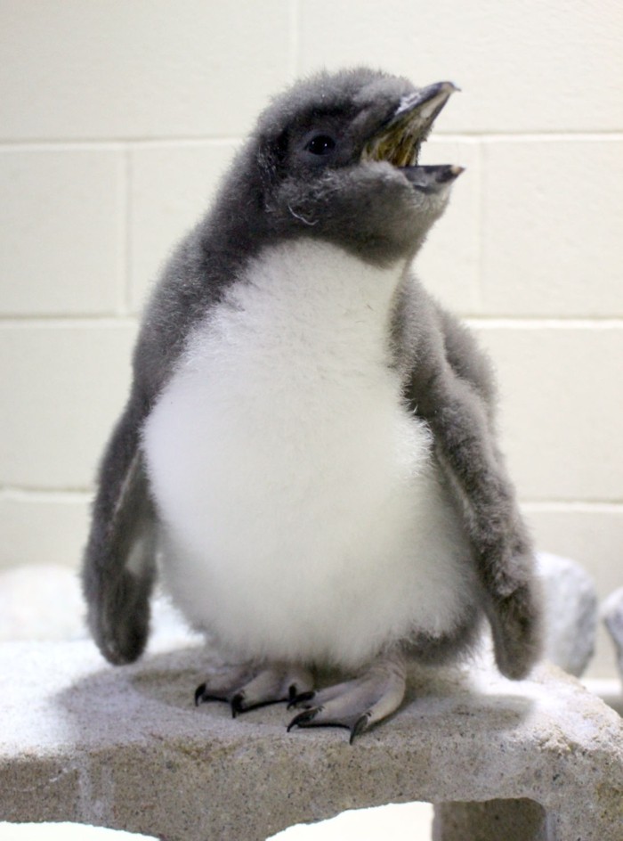 pingouin-manchot-difference-bebe-manchot-bebe-mignon