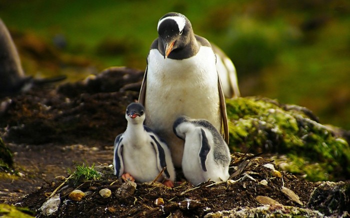 pingouin-manchot-difference-bebe-manchot-vert-cool-idee
