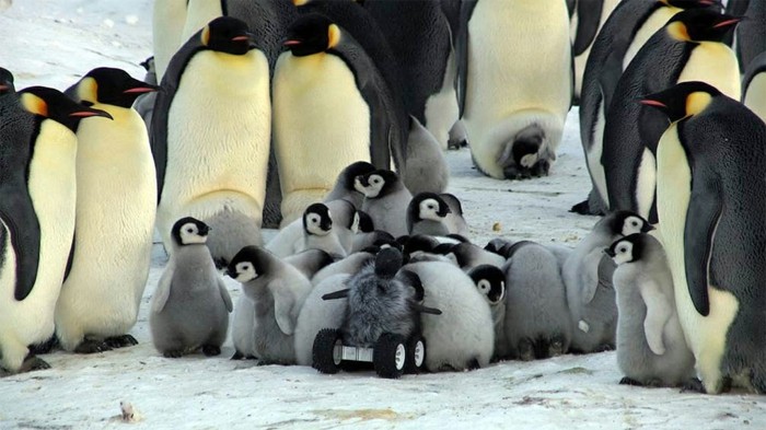 pingouin-manchot-difference-bebe-manchot