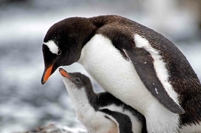 pingouin-volant-manchot-papou-idee-image