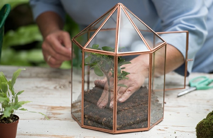 placer-les-plantes-dans-le-terrarium-une-belle-idee-pour-creer-un-jardin-miniature