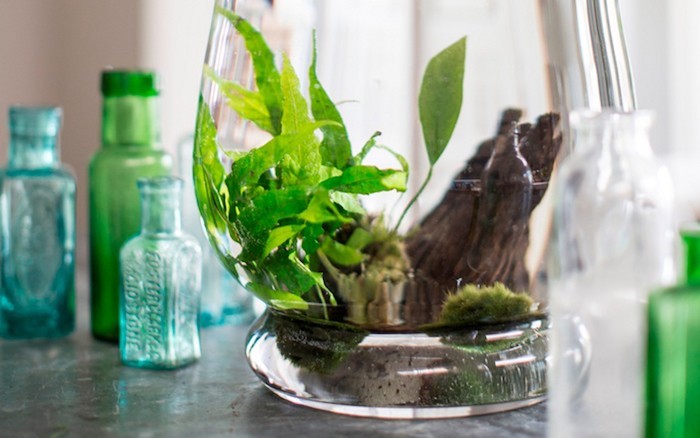 plante-aquatique-verre-maison-aquarium-interieur