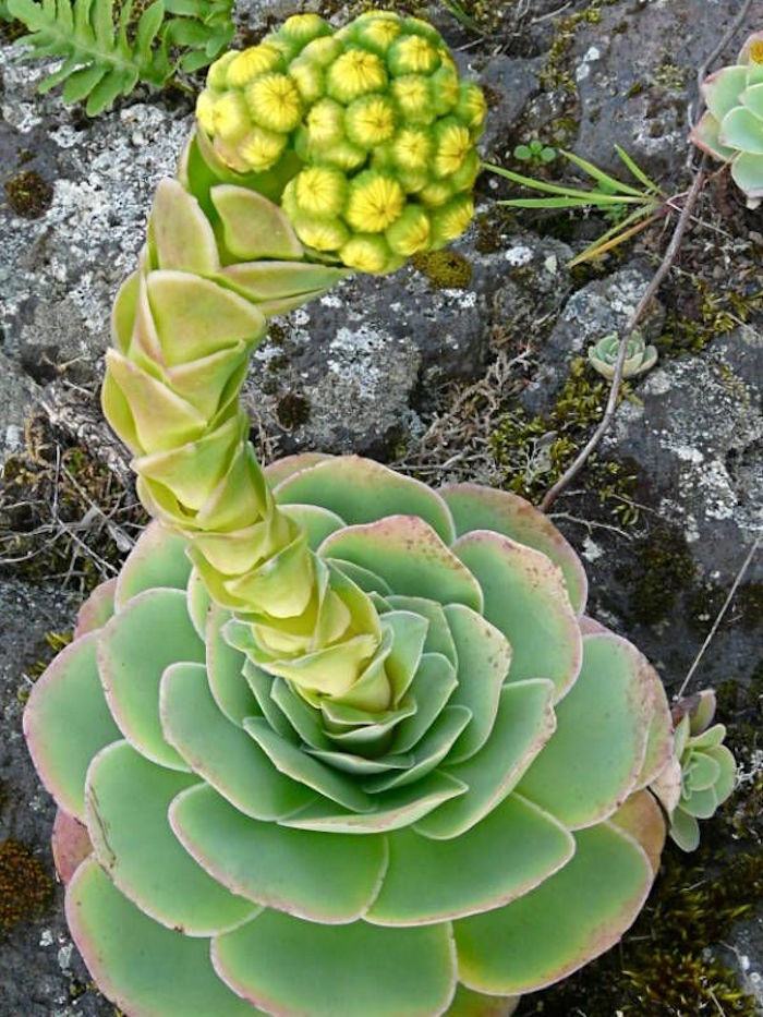 plantes-grasses-exterieur-plante-succulente-aeonium