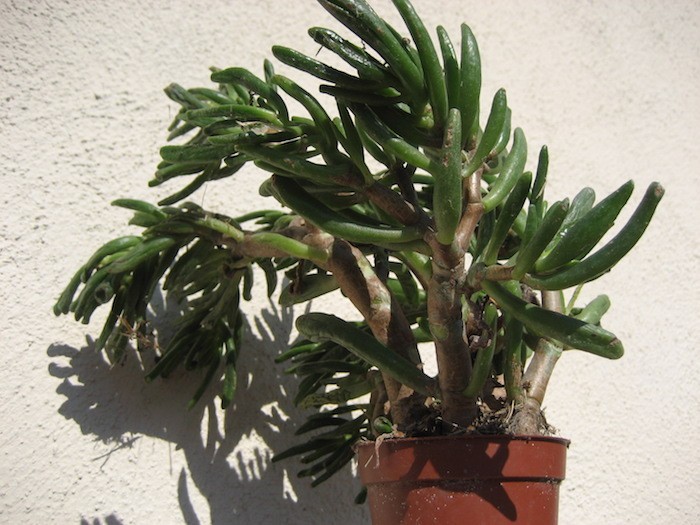 plantes-grasses-exterieur-plante-succulente-crassula