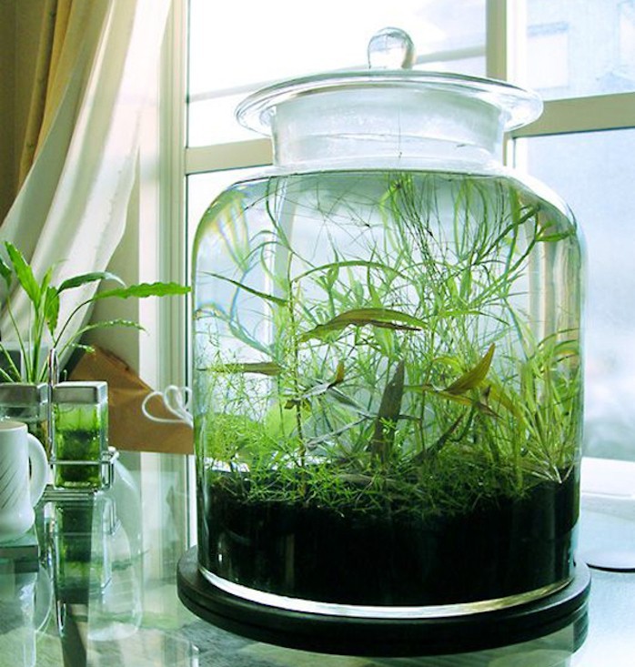 plantes-pour-aquarium-interium-deco-plante-aquatique