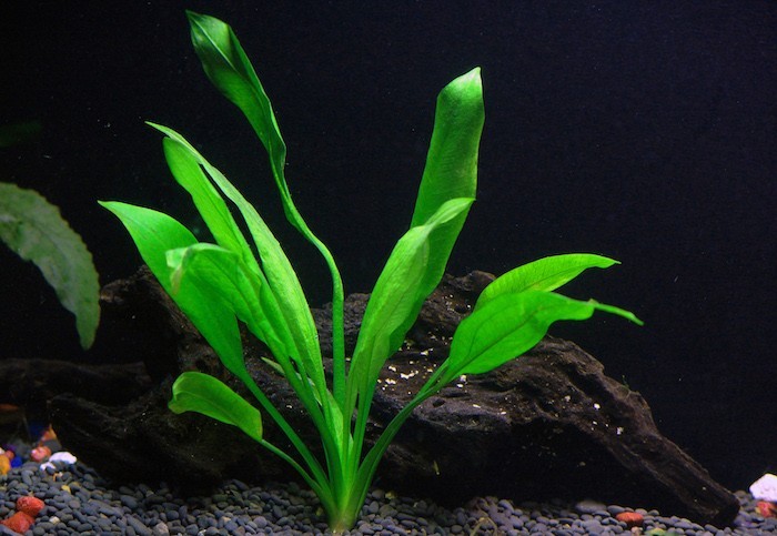 plantes-pour-aquarium-plante-aquatique-amazonbleheri