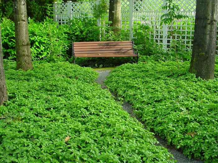 plantes rampantes plante couvre sol couvre sol ombre plantes tapissantes