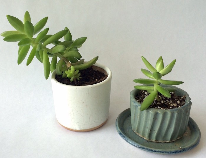sedum-en-pot-plantes-grasses-interieur-succulent-succulente-succulentes