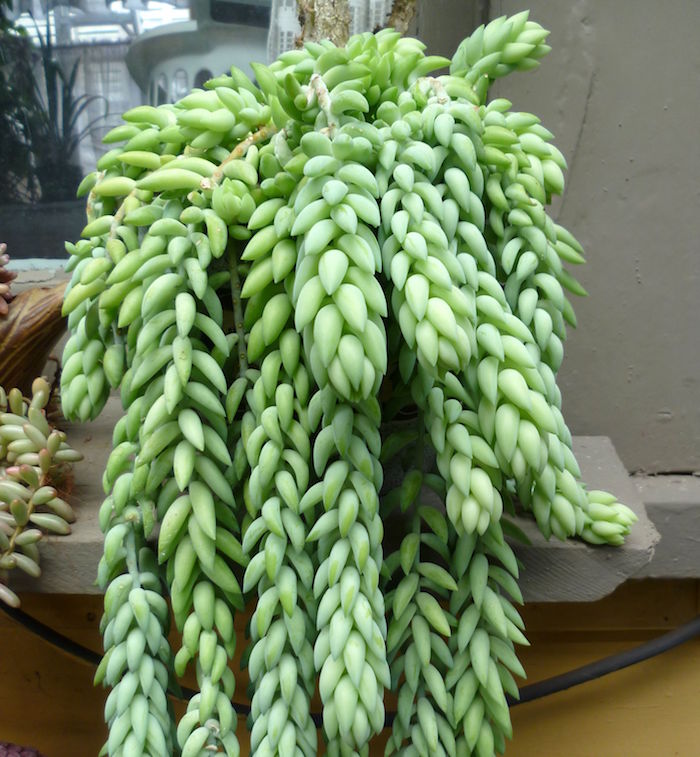 sedum-morganianum-plante-grasse-fleurie-exterieur-plante-succulente