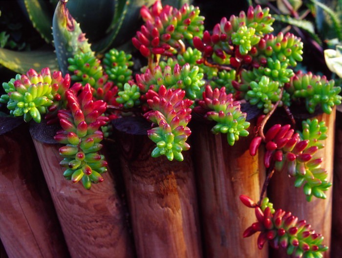 sedum-plantes-grasses-d-interieur-aloes-cactus-succulentes