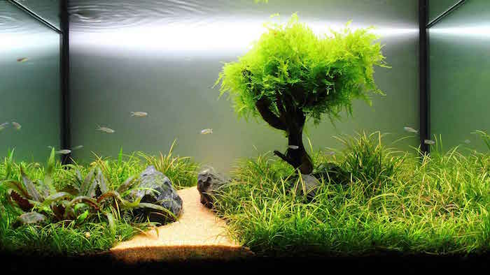 terrarium-aquarium-plantes-bassin-aquatiques