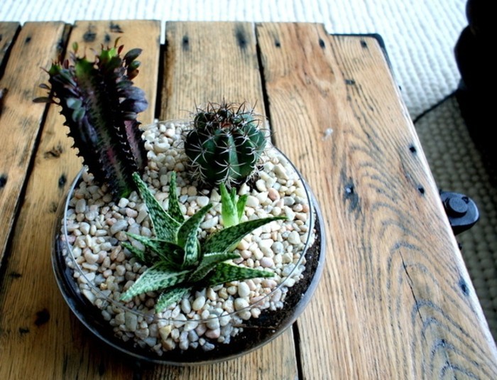 terrarium-cactus-tres-sumpa-une-suggestion-geniale-pour-fabriquer-un-terrarium