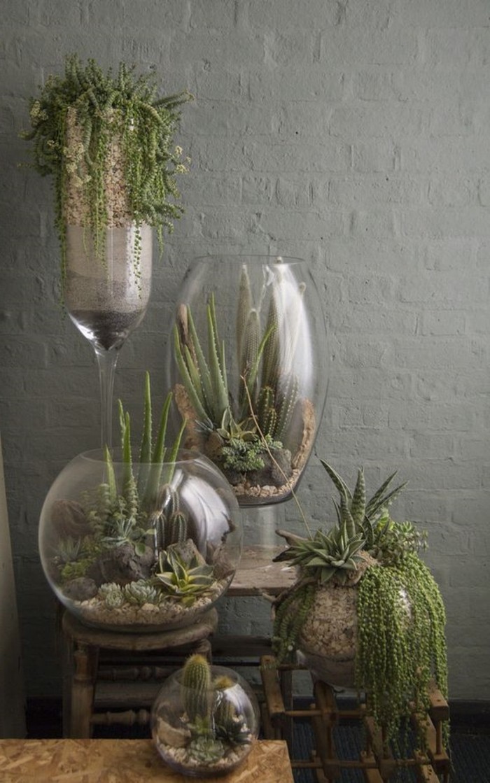 terrarium-plante-quelques-modeles-dans-des-recipients-spheriques-cactus