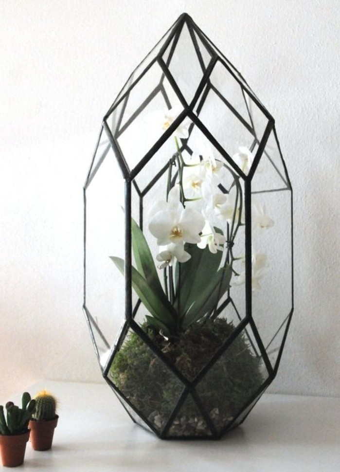 une-belle-orchidee-plantee-dans-un-terrarium-plante-en-verre