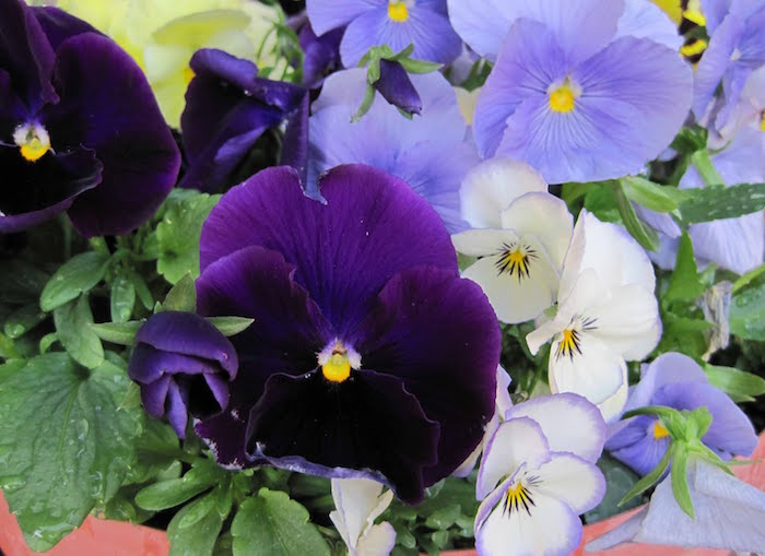 viola-violaceae-violette-pensee-fleurs-d-hiver