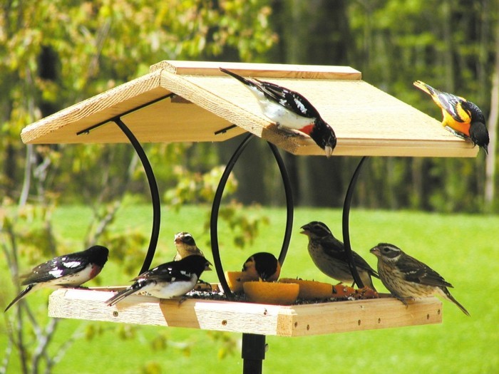 mangeoire-pour-oiseaux-en-bois-auvent-decoratif-oiseaux-heureux