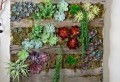 Le mur végétal en palette – idées originales pour un jardin vertical récup