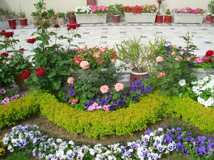 bordure de parterre de fleurs, buis, roses, violettes, pétunias, idée de génie de jardin simple, decoration exterieur fleurie