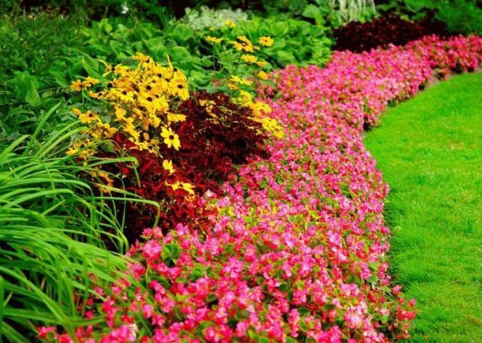 bordure parterre de fleurs composé de fleurs roses, autour d un gazon, idee jardin à aménager soi meme
