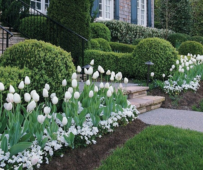 une maison rustique, gazon, multitude de buis, tulipes blancs et autres petites fleurs blanches, parterre de fleurs 