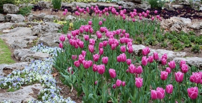 des-pierres-de-taille-différente-parsemées-de-fleurs-de-couleurs-diverses-une-parterre-de-tulipes-idée-amenagement-jardin-exterieur-a-créer-soi-meme