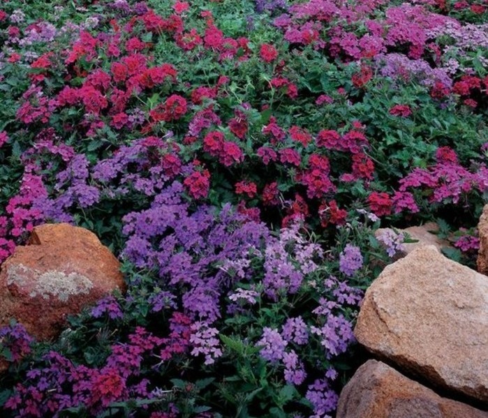 exemple-de-rocaille-fleurie-composée-de-fleurs-de-couleurs-diverses-grosse-pierre-decoration-jardin