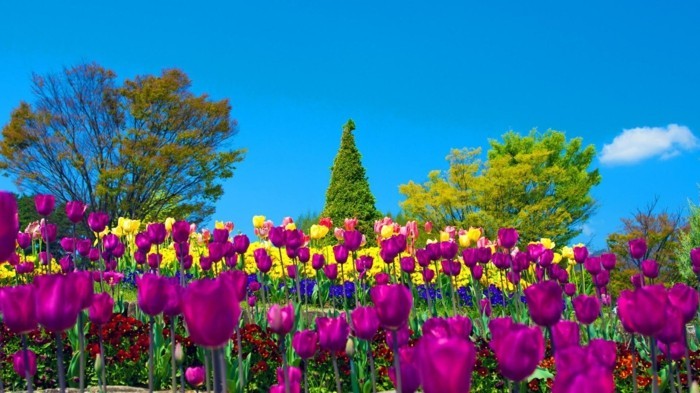 parterre de tulipes, mauves, jaunes, et bigarrés, decoration exterieure, arbres, autres fleurs plus basses