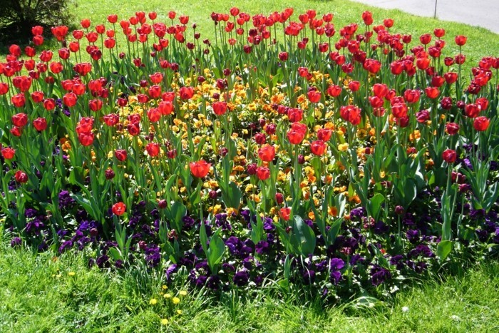 parterre fleuri, tulipes rouges et petites fleurs mauve et jaunes, idée de génie jardin intéressant, gazon