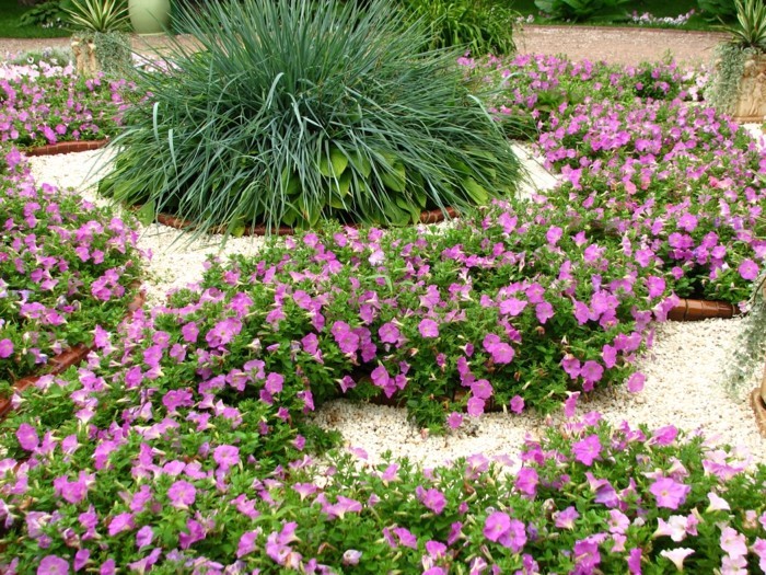 parterre de pétunias, arbuste au centre, idée decoration exterieur, parterre de fleurs avec galets minuscules