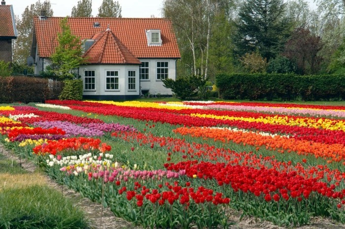 un long tapis de fleurs, parterre de fleurs, tulipes rouges, rose, blanches, jaunes, paysage pastoral, maison rustique de campagne