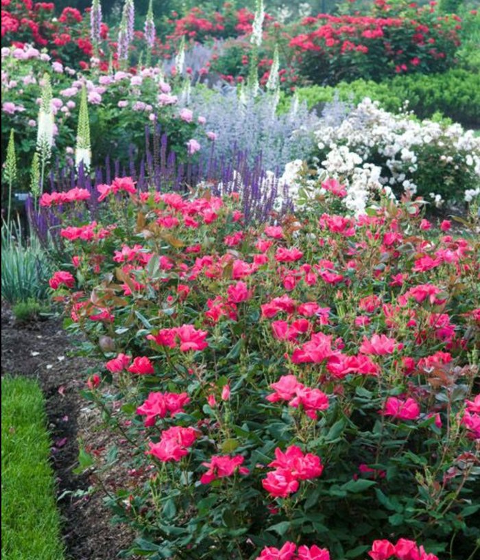 parterre fleuri de roses dans un jardin fleuri, idée de génie jardin intéressante, plusieurs couleurs et parfums