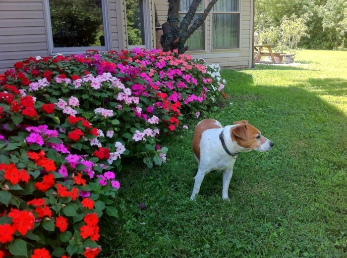 bordure parterre de fleurs, pétunias violettes, rose, rouges et blanches, bordant un gazon, chien, idee jardin amenagement