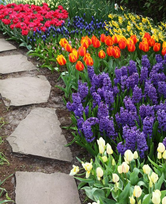 jonquilles, tulipes et jacinthes, parterre de fleurs printanières, allée de pierres, decoration exterieur jardin