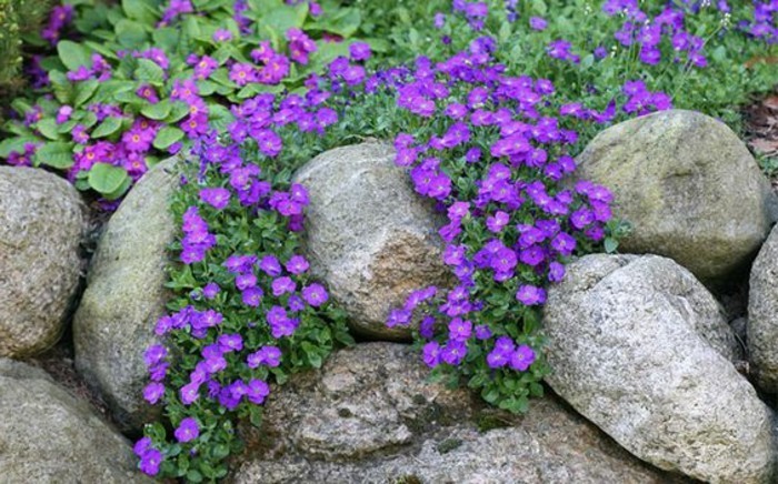 rocaille-jardin-envahi-par-de-fleurs-couleur-violette-idée-d-amenagement-jardin-a-faire-soi-meme