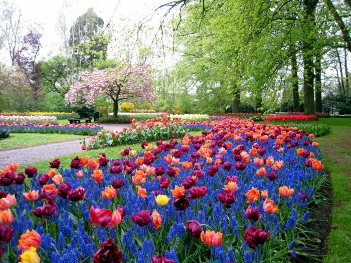 une parterre de fleurs, tulipes, gazon, arbres, allée, idée comment faire une parterre de fleurs dans un jardin énorme