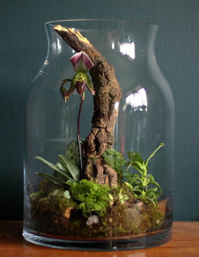 bocal en verre, petit terrarium crée avec quelques plantes et un grand bocal