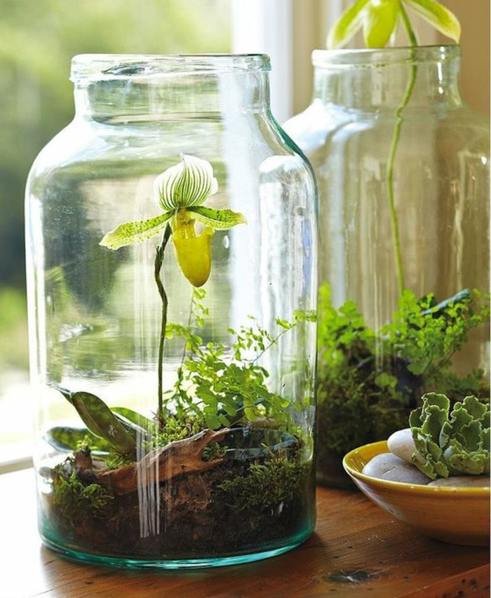 bocal en verre, terrariums en bocaux et orchidées mises dedans 