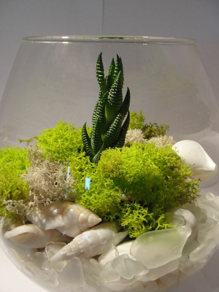 bocal en verre, terrarium vert avec coquilles blanches et mousse verte